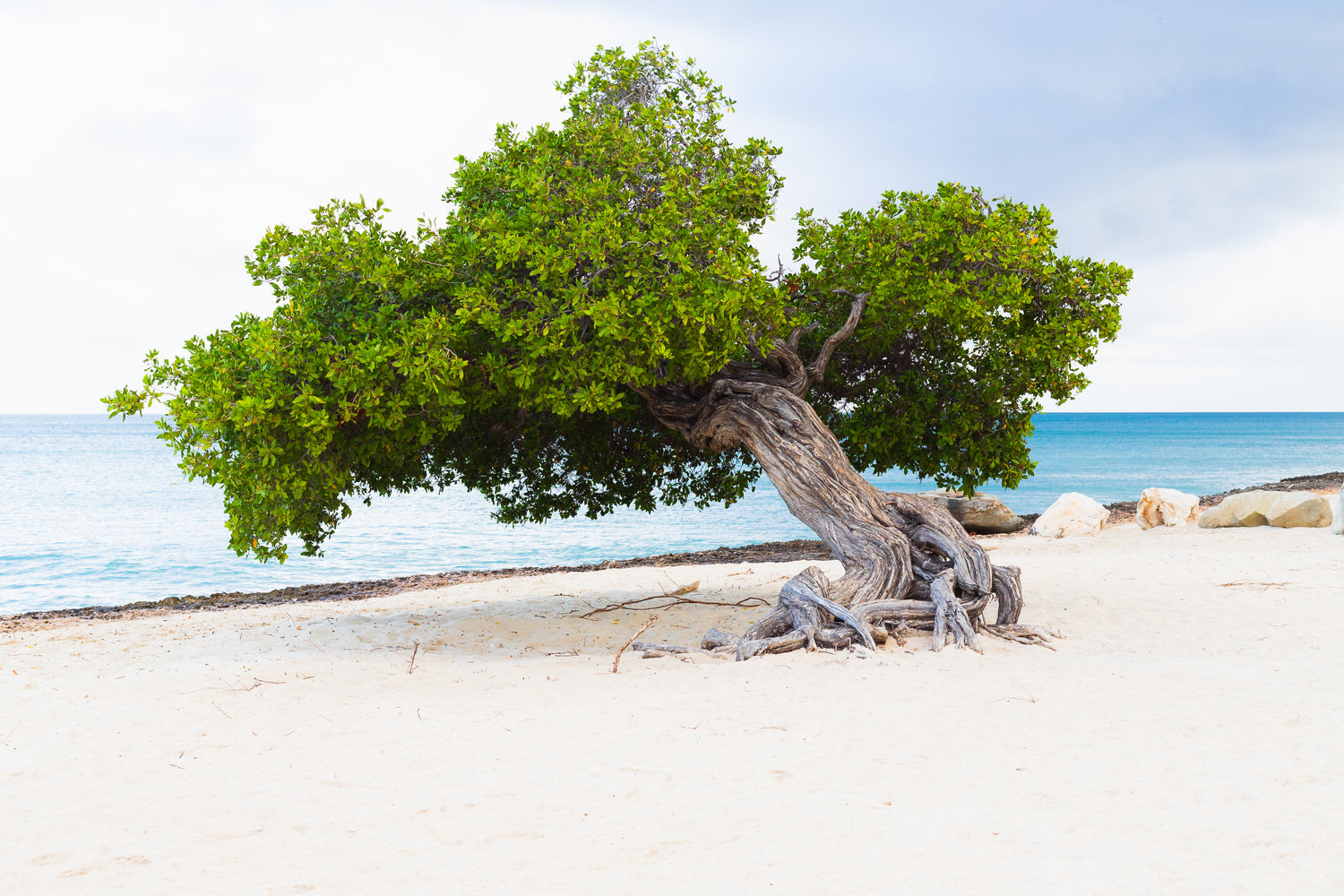 Divi Divi tree on a beach in Aruba