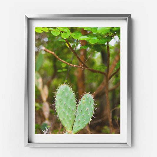 Cactus Heart