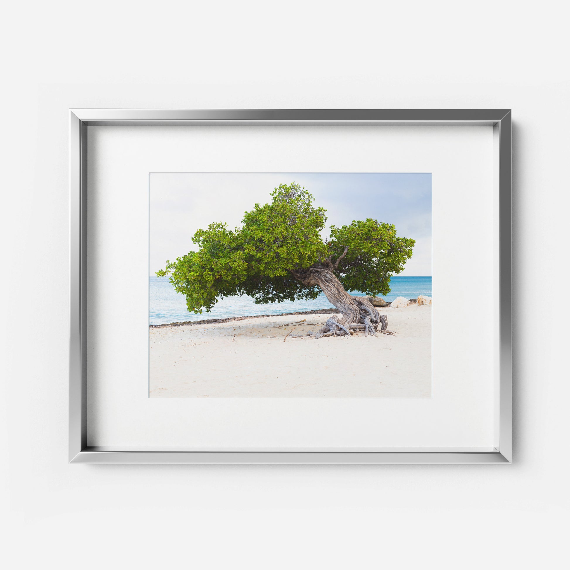 divi divi tree bonsai Divi Divi Tree – simplyfaisalstudios