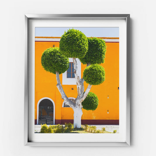 Cholula Tree